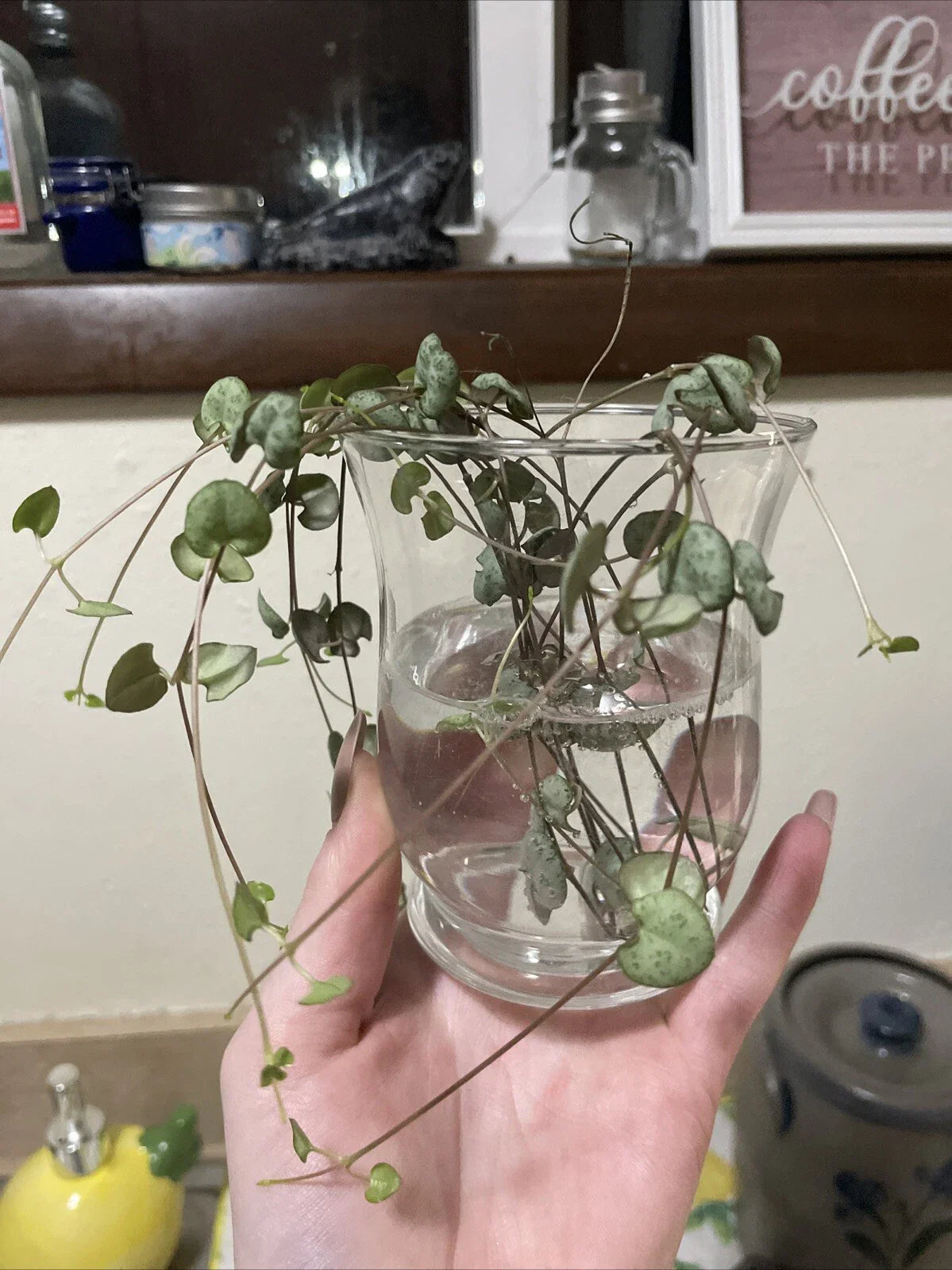 String of Hearts Cuttings 6" Propagated Succulent Ceropegia woodii Ready to Pot