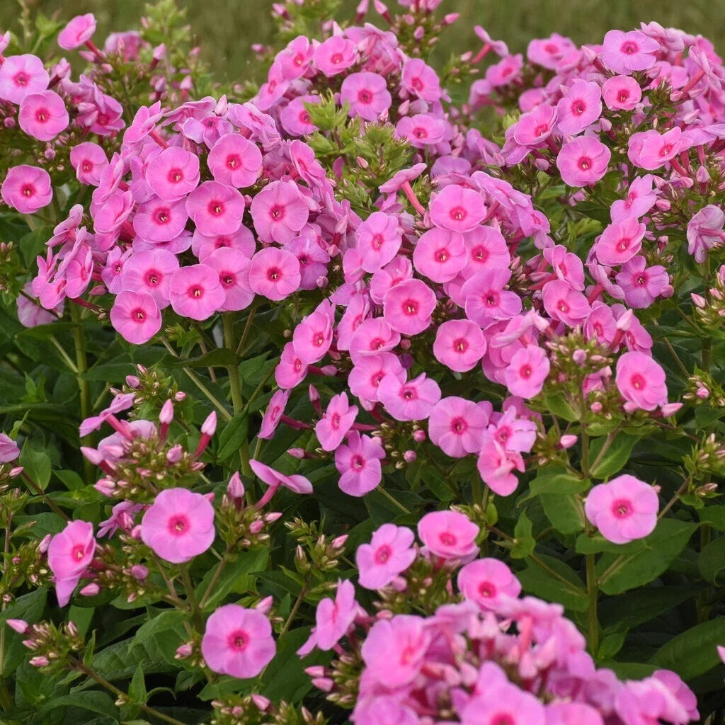 Prismatic Pink Phlox Seeds, 100+ Count, Garden Planting, Phlox paniculata, Pink Flowers, Easy to Grow, USA Free Shipping