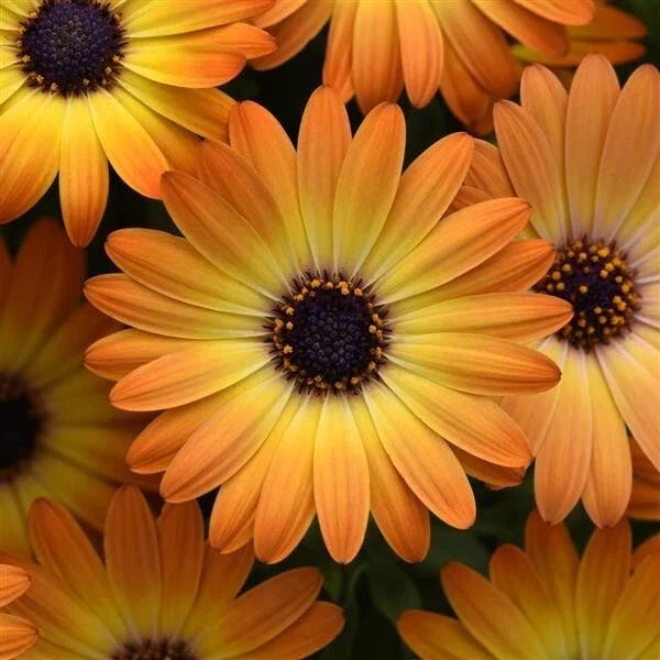 Orange Cape Daisy Seeds - 200+ Count Osteospermum ecklonis for Garden Planting, Annual, Bright Orange Flowers, Easy to Grow