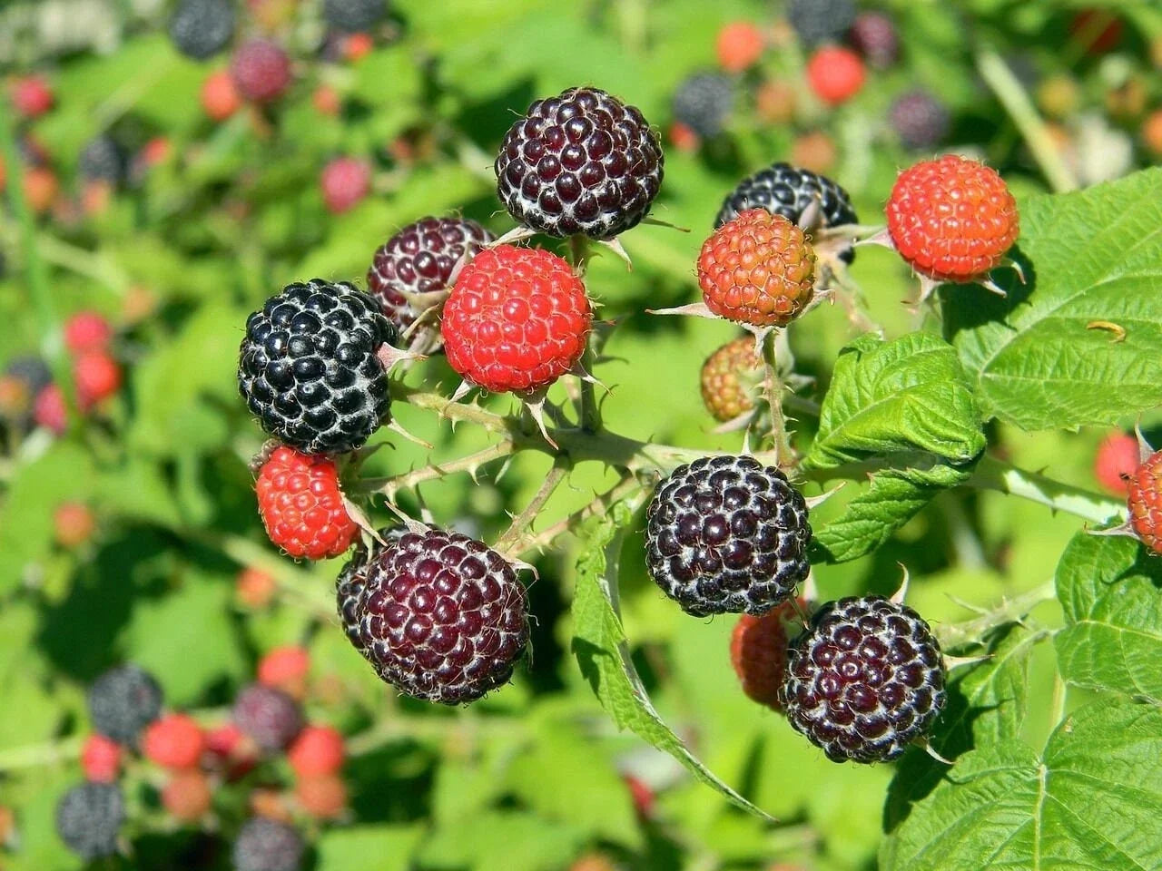 Black Raspberry Bush Seeds - Pesticide-Free, Rubus occidentalis, Perennial Shrub, Sweet Berries, Home Garden, Organic Seeds
