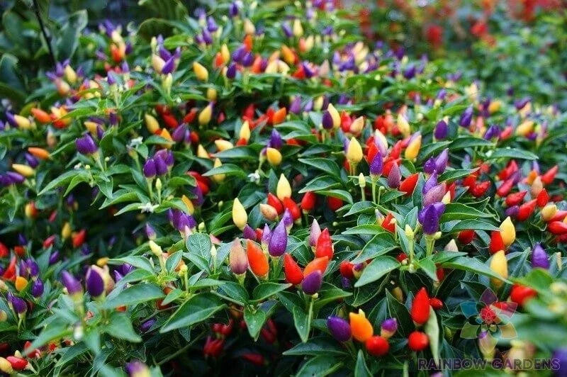 Bolivian Rainbow Hot Pepper Seeds - 25+ Capsicum baccatum, Colorful Peppers for Garden, Container, Culinary Use