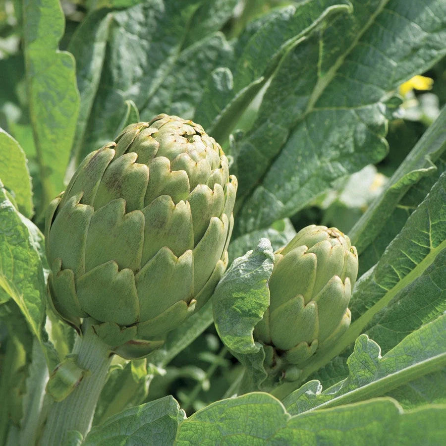 Green Globe Artichoke Seeds - Heirloom, Non-GMO, French Variety, Cynara scolymus