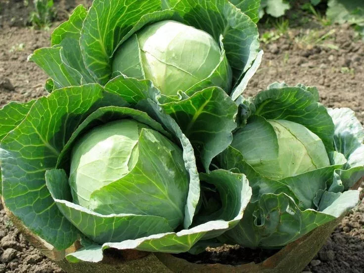 Cabbage Seeds Danish Ballhead Heirloom NON GMO 1000+ Seeds