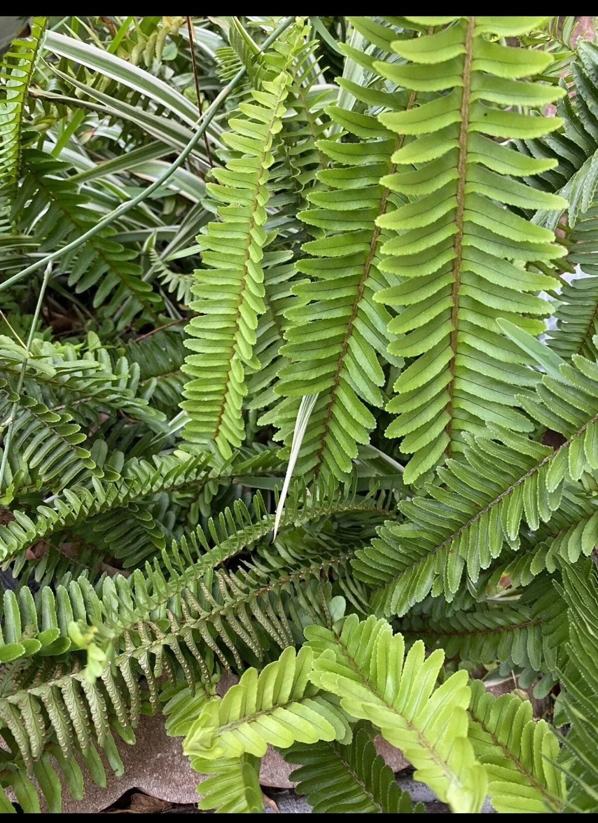 Boston Fern Plant Set – 8-Inch Live Indoor/Outdoor Nephrolepis exaltata – Pack of 4