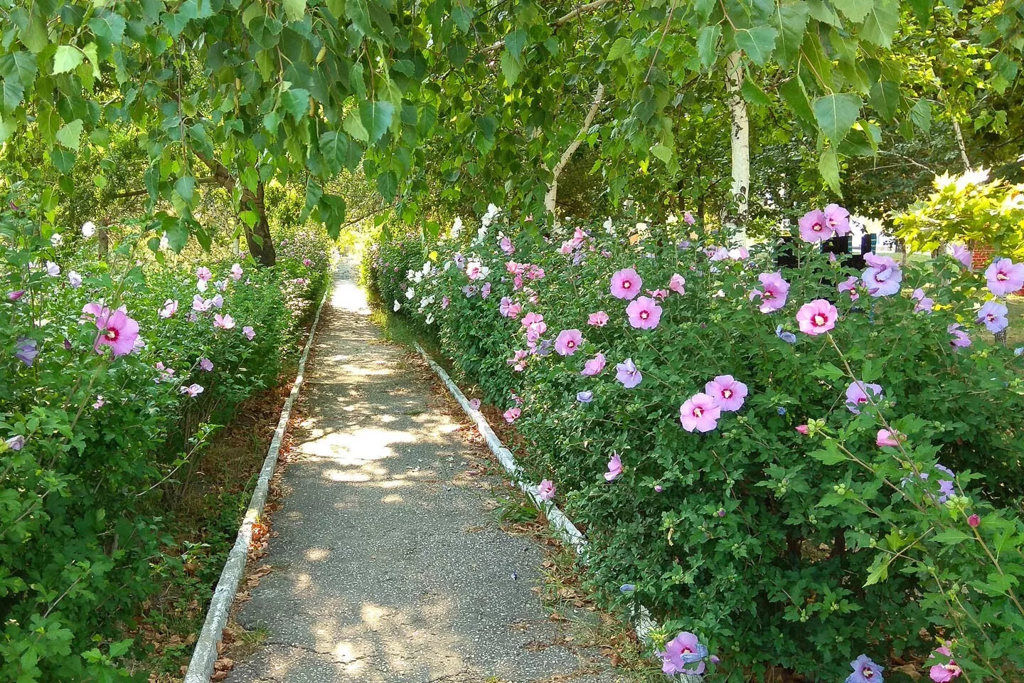 Rose of Sharon Cuttings 16 Rooting Stem Hibiscus Syriacus Flowering Bush Hedge Plant Material