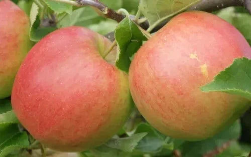 Jonagold Apple Seeds - 25+ Non-GMO Malus domestica for Home Garden, Orchard, Backyard Planting