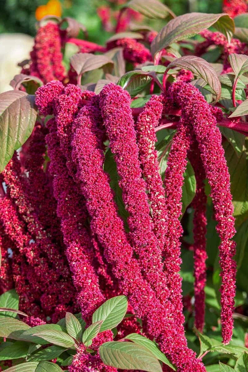 Love Lies Bleeding Amaranthus Seeds - 400+ Drought Tolerant Amaranthus caudatus Seeds