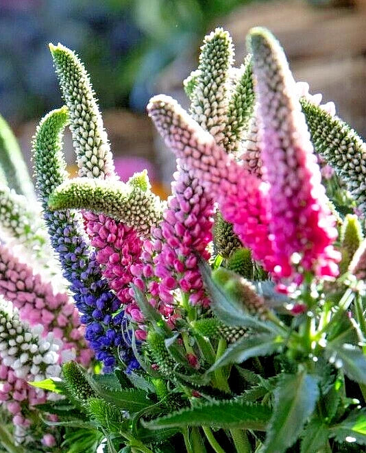 Veronica Llongifolia Seeds, 162 Count, Blue & Pink Long Leaf Speedwell, Perennial Flower Seeds for Borders & Pollinator Gardens