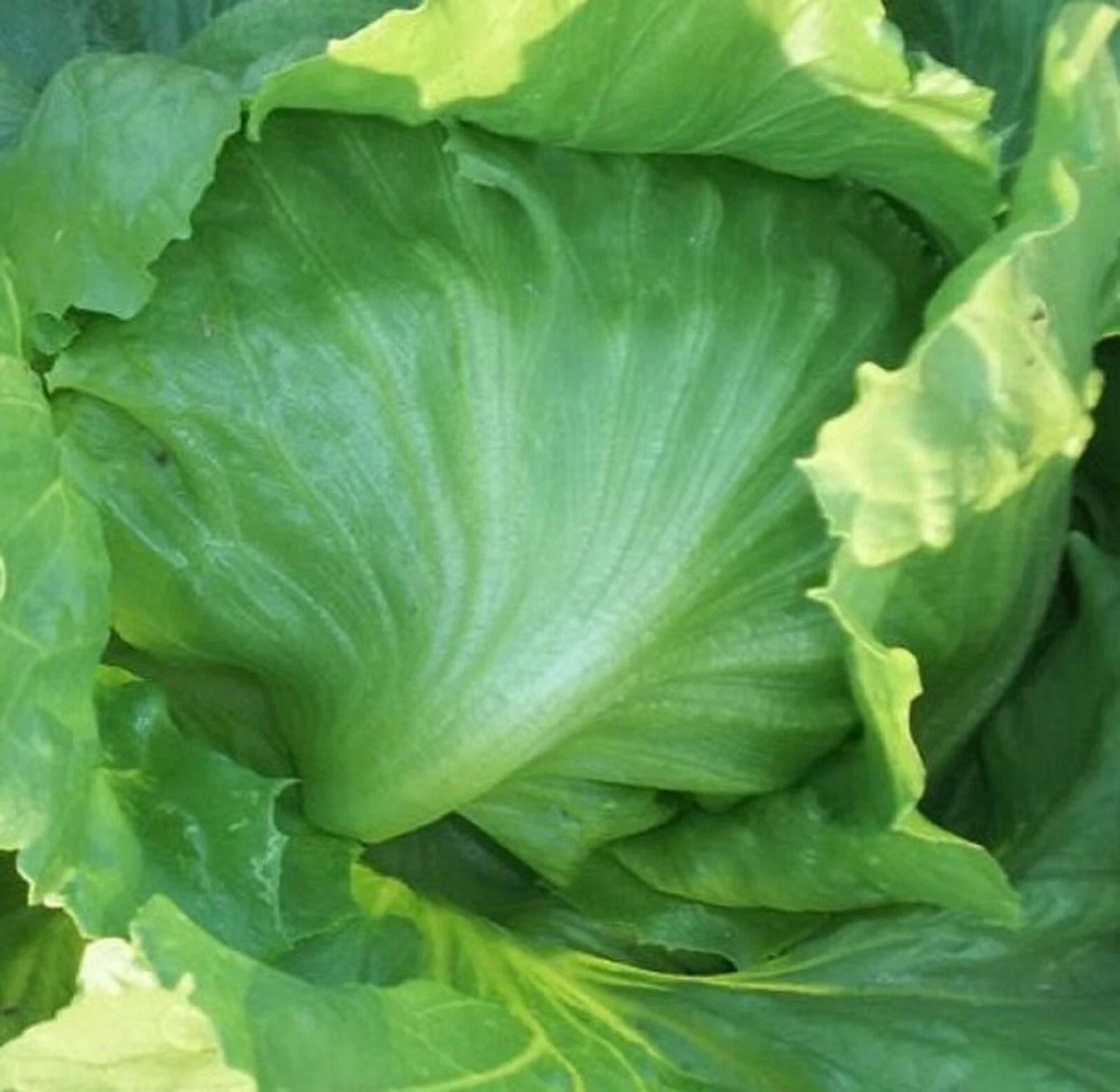 Iceberg Lettuce Seeds 500+ Non-GMO Heirloom Lactuca sativa Bulk Pack for Garden Planting