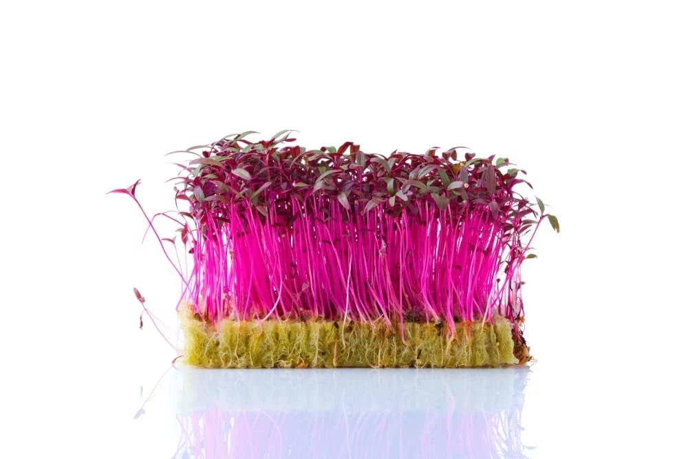 Red Amaranth Microgreen Seeds - 500 Count - Fast Growing Edible Sprouts Amaranthus tricolor