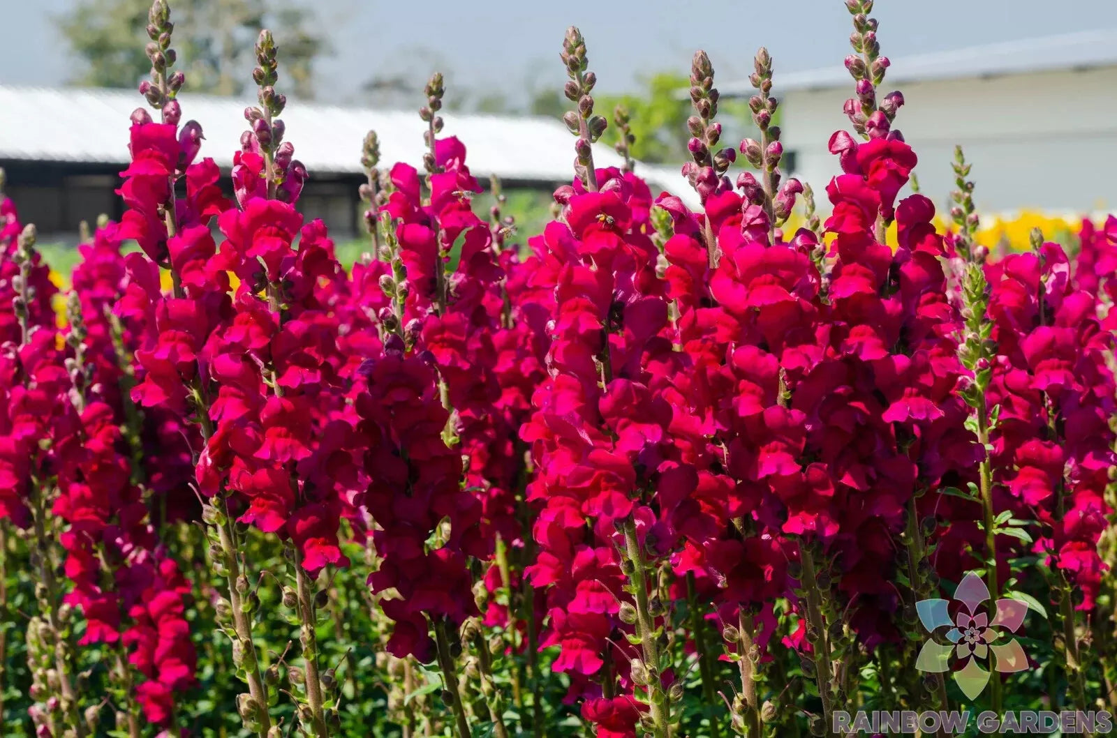 Potomac Red Snapdragon Seeds - 1000+ Antirrhinum majus Garden Flower Seeds for Borders & Containers