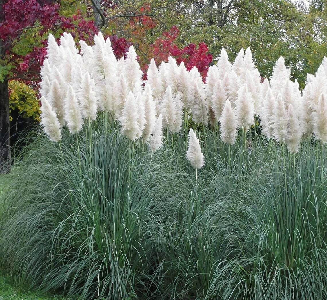 Giant White Pampas Grass Seeds - 100 Pack, Ornamental Cortaderia selloana for Landscaping and Garden Decor