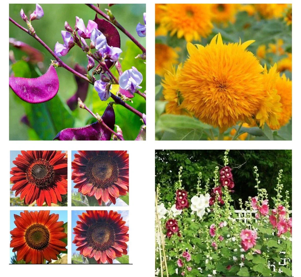 Flower Seeds - Purple Hyacinth Bean, Teddy Bear Sunflower, Red Sunflower, Indigo Hollyhock Mix