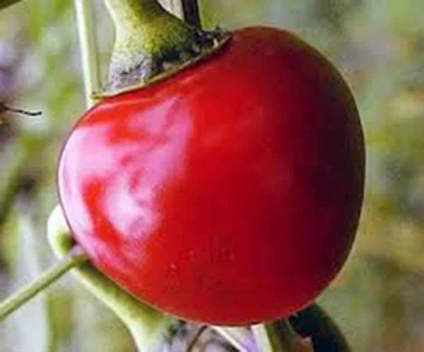 Large Hot Cherry Pepper Seeds Heirloom Non-GMO 20+ Capsicum annuum Spicy Pepper
