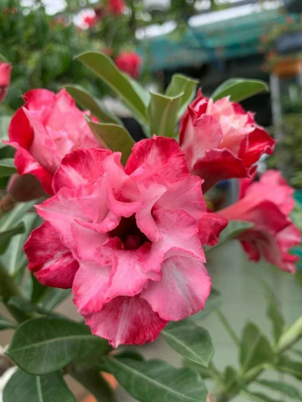 Double Red White Desert Rose Seeds - 10 Adenium Obesum Perennial Flower Seeds