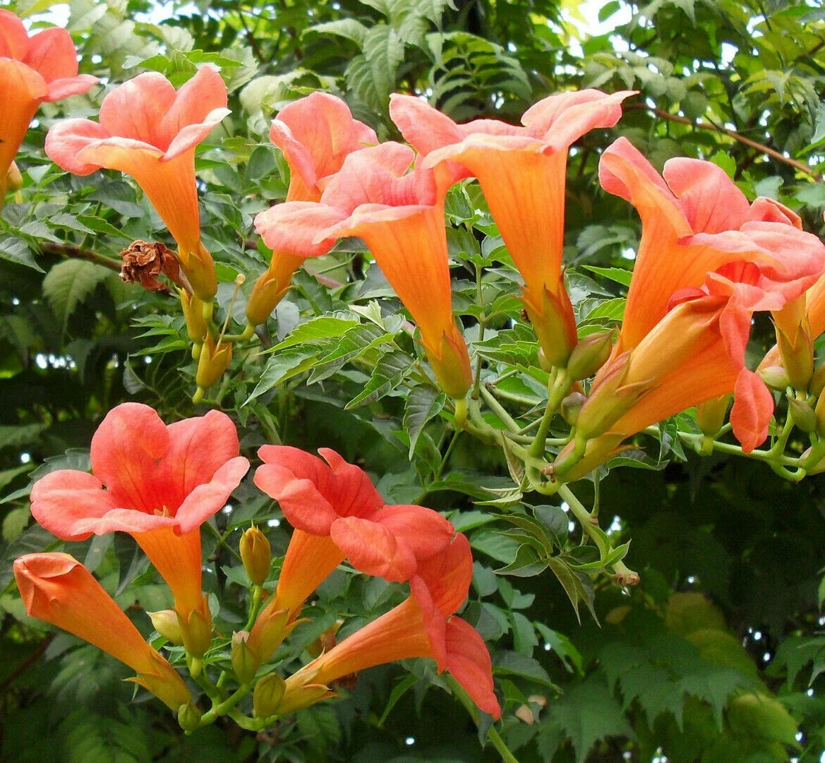 Trumpet Creeper Seeds - Perennial Climbing Vine with Vibrant Orange & Yellow Flowers - Campsis radicans, 100+ Seeds