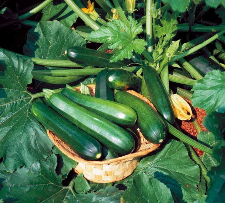 Black Beauty Zucchini Seeds - Heirloom Cucurbita pepo Vegetable Seeds for Gardening, Bountiful Harvest