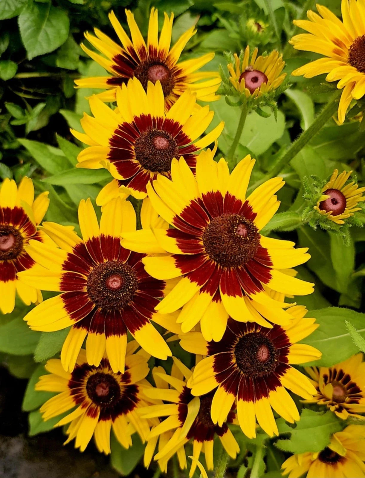 Gloriosa Daisy Seeds – Rudbeckia hirta Toto Rustic Coneflower, Heirloom, 200+ Seeds, Attracts Pollinators, Full Sun, Easy to Grow