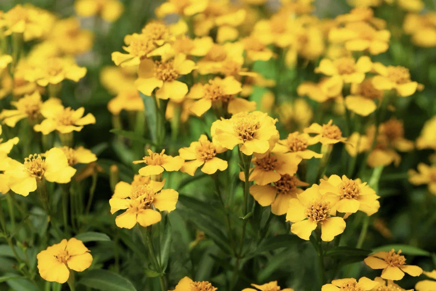 Tarragon Seeds 50+ Pack - Mexican Mint Tagetes lucida Herb & Flower