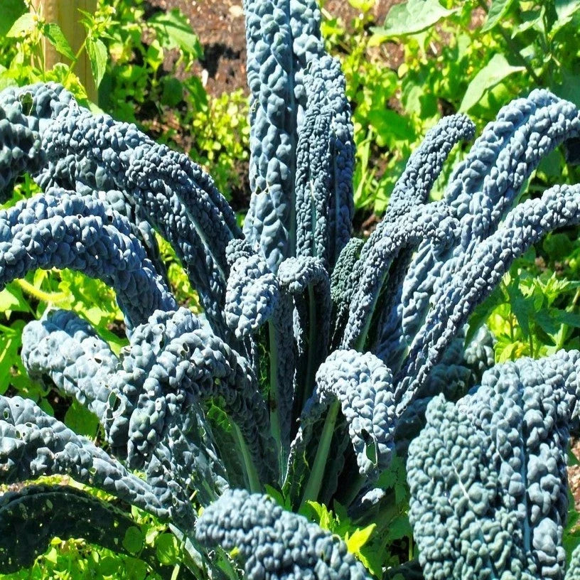 Nero di Toscana Kale Seeds – Cavolo Nero Heirloom Variety – Brassica oleracea for Organic Gardening, 100 Seeds Packet