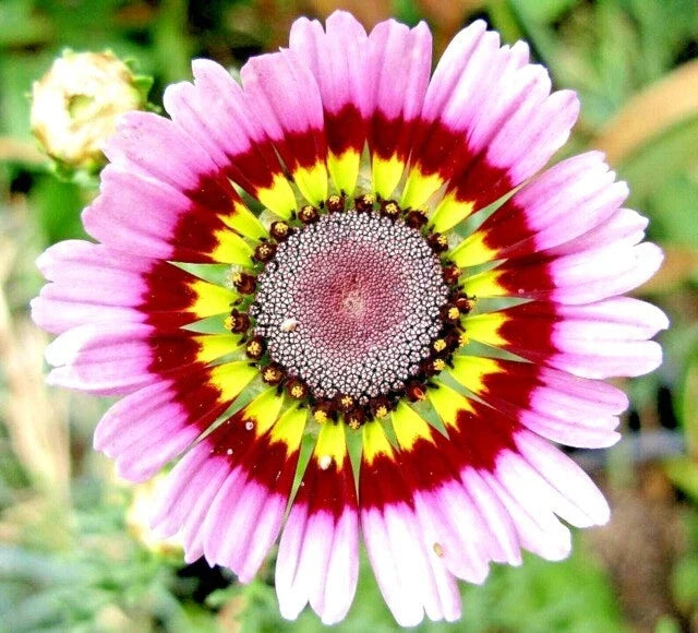 Painted Daisy Seeds - 200+ Bellis perennis Flower Seeds for Garden, Borders, Containers, Vibrant Yellow Red Pink Variety