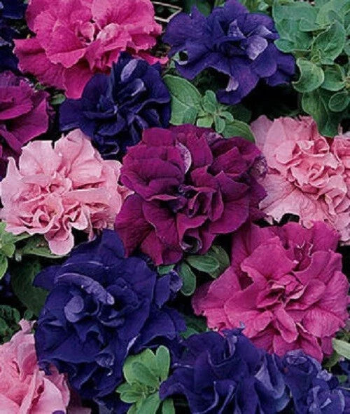 Petunia Seeds - 50 Double Red Pink Purple Mix - Garden, Container & Hanging Basket Flowers - Petunia × hybrida