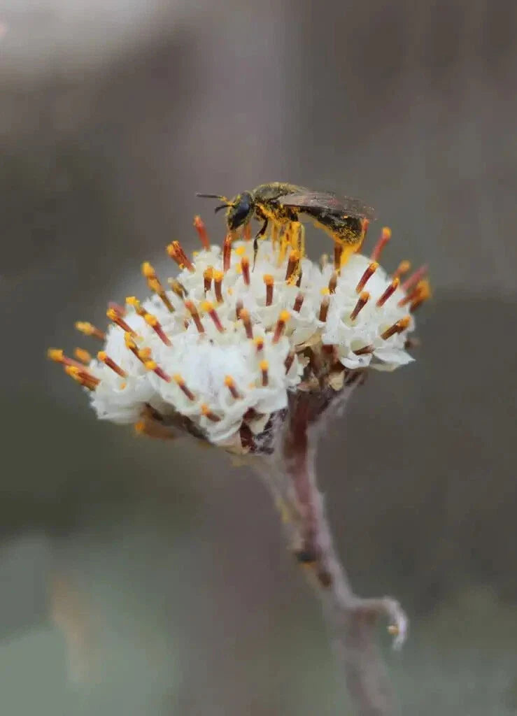 Prairie Pussytoes Seeds - 100 Count - Antennaria neglecta Native Wildflower for Ground Cover and Pollinator Gardens