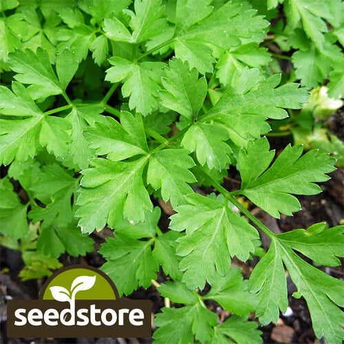 Giant Italian Parsley Seeds | Heirloom Non-GMO Herb Seeds | Petroselinum crispum | Culinary Garnish & Salad Herb