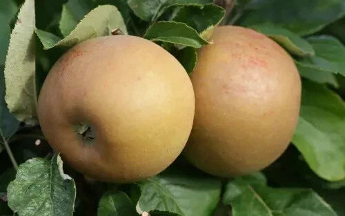 Zabergau Reinette Apple Seeds - 25+ Malus domestica Heirloom Seeds for Home Garden Planting