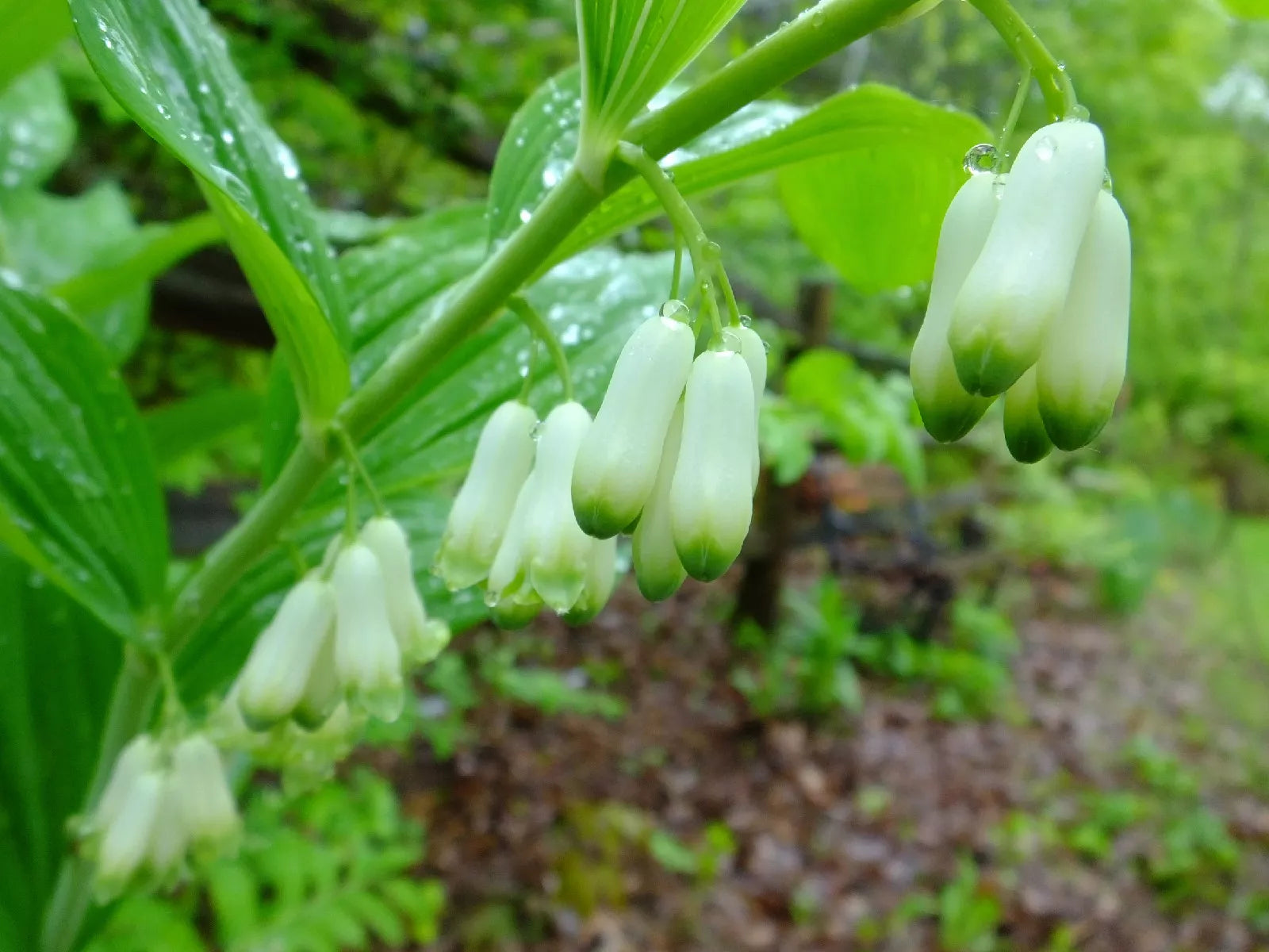 Solomon's Seal Seeds, Shade Perennial, Polygonatum biflorum, 10 Seeds for Woodland Gardens & Borders