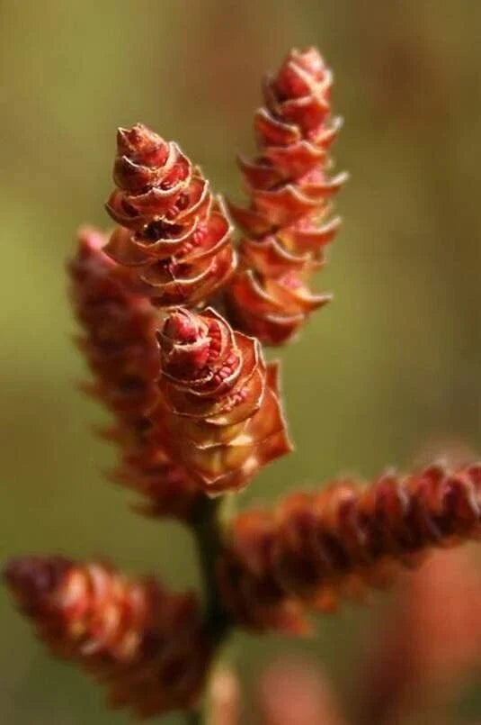 Bog Myrtle Shrub Seeds – 15 Seeds, Myrica Gale, Aromatic Wetland Plant for Wildlife Habitat and Garden Use