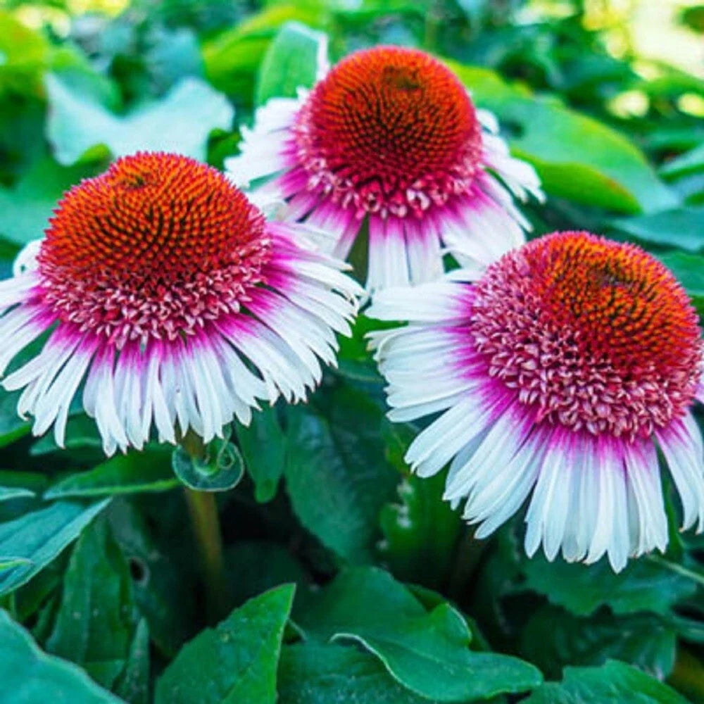 50 Strawberry & Cream Coneflower Seeds | Echinacea purpurea Perennial Flowers for Garden, Borders & Containers