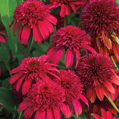 50 Double Cranberry Coneflower Seeds Echinacea purpurea Perennial Flower Seeds for Garden Planting