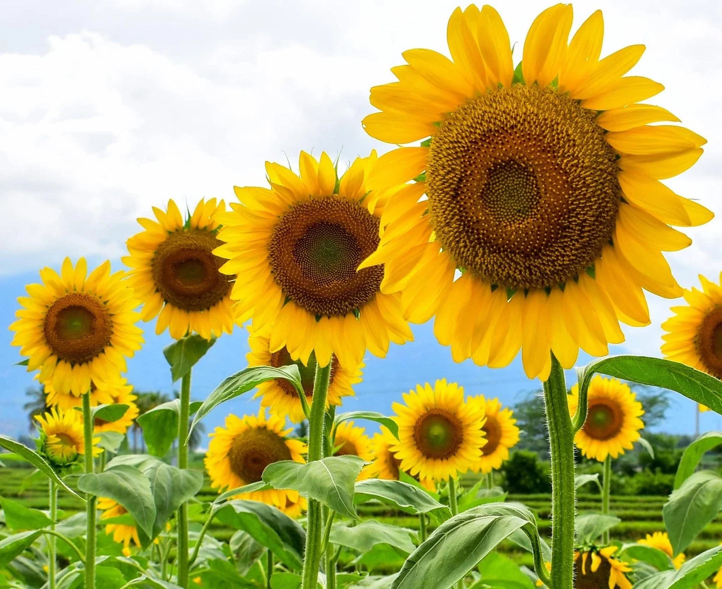 Giant Sunflower Seeds Pack | 100+ Helianthus annuus | Bright Yellow Blooms for Garden & Pollinators