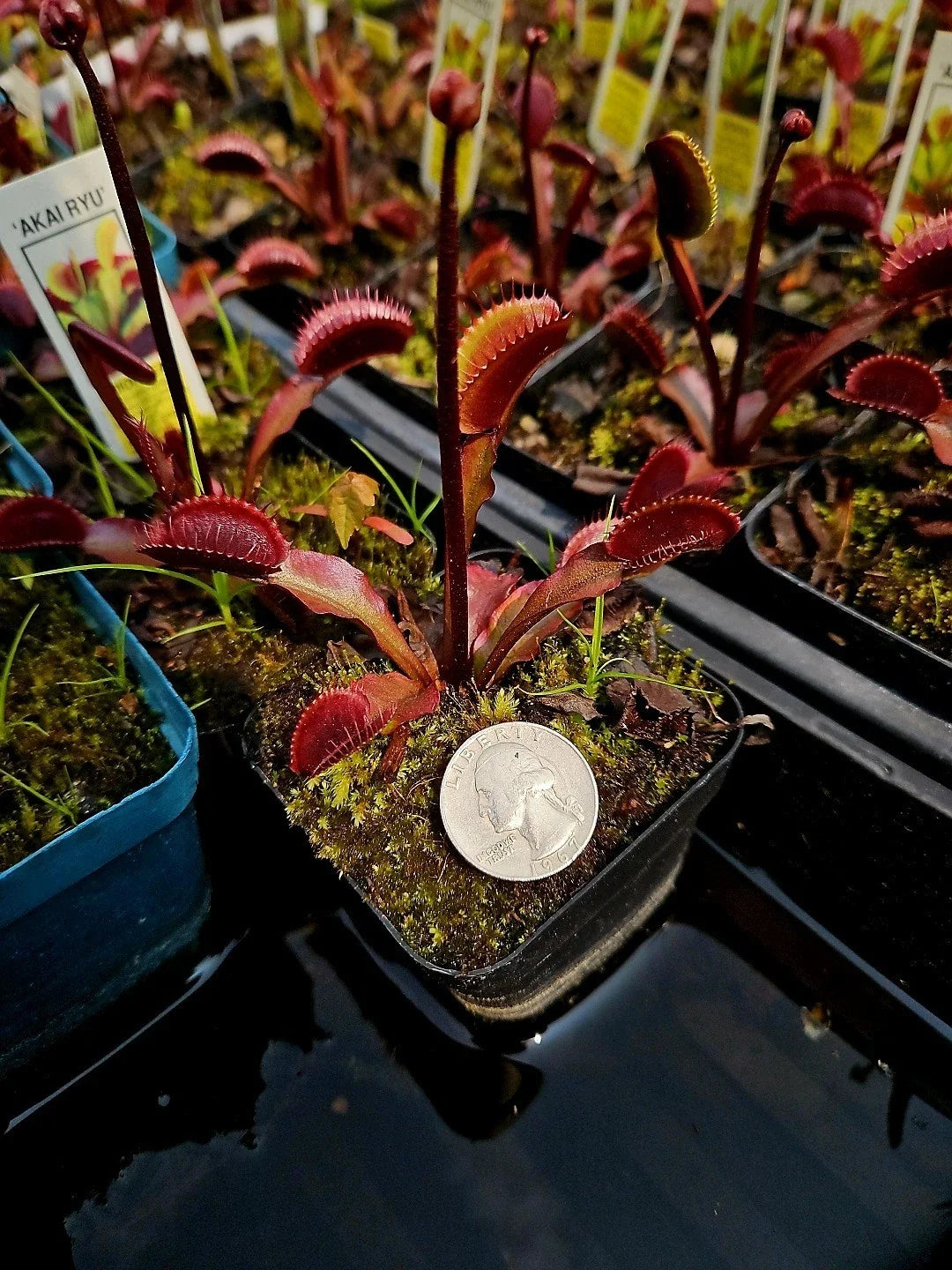Venus Flytrap Bare Root Plant - 3 Akai Ryu Red Dragon Dionaea muscipula Tissue Culture, Carnivorous Indoor Plant