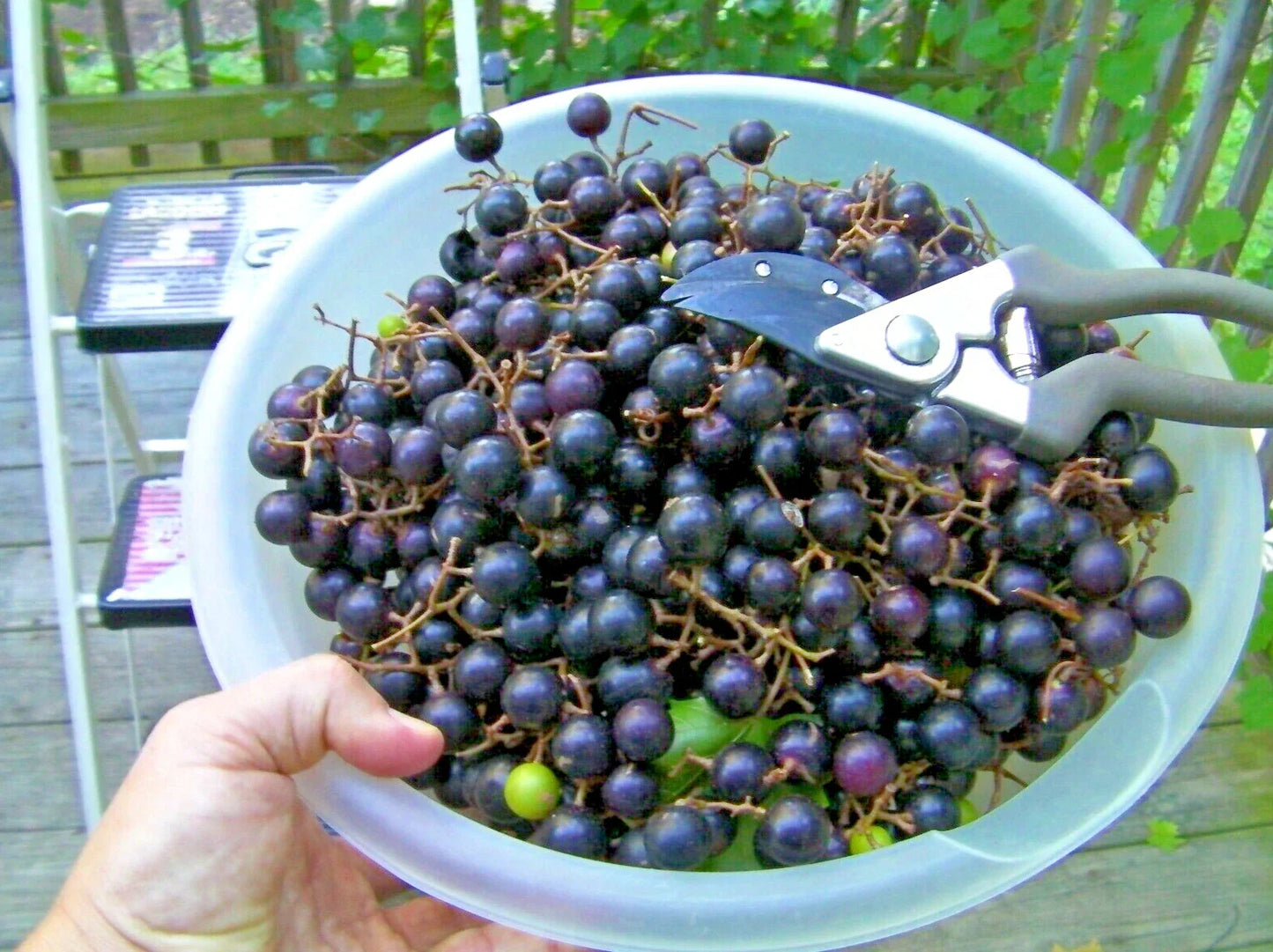 Organic Black Noble Muscadine Grape Vine Cuttings - 20 Unrooted Cuttings - Vitis rotundifolia