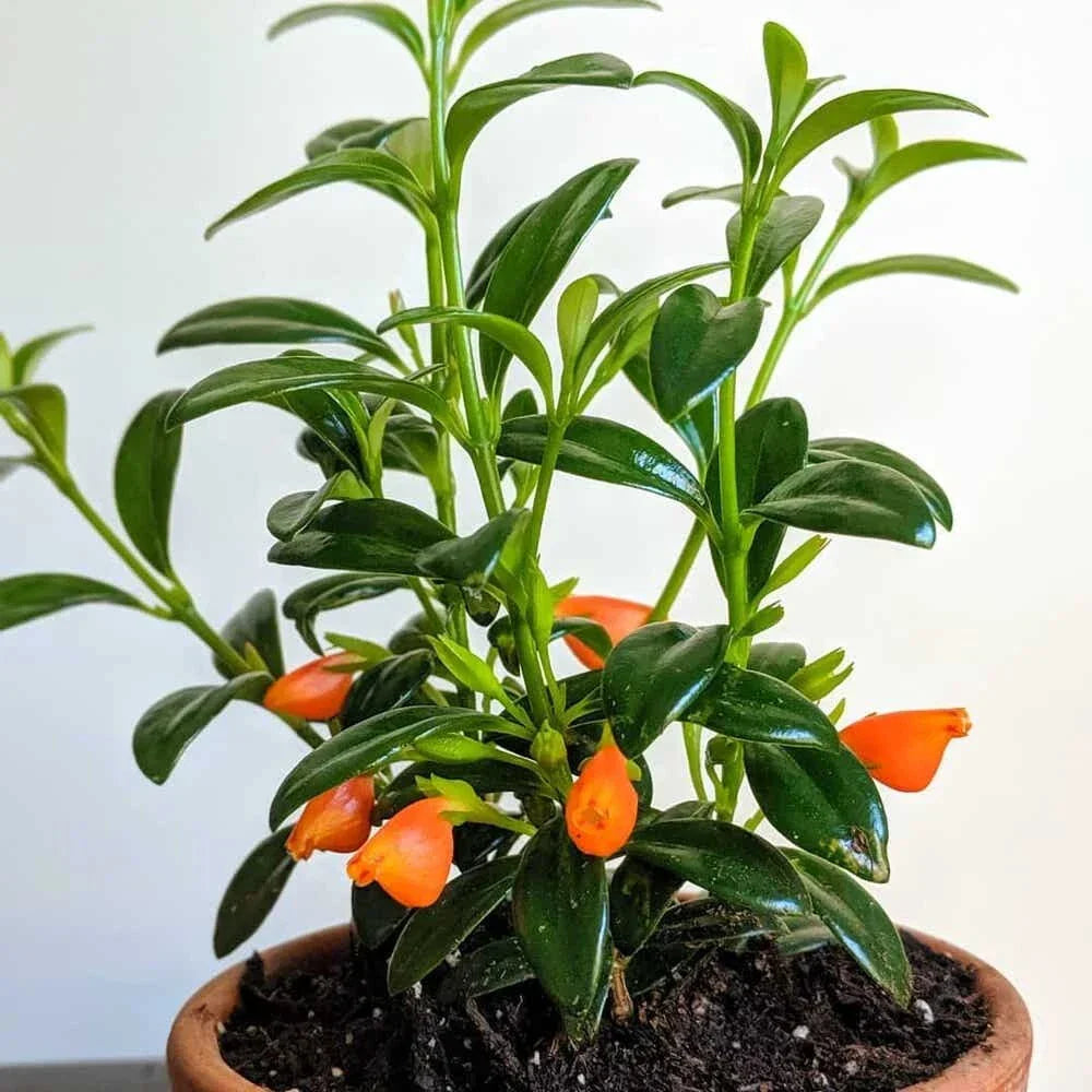 Goldfish Plant Seedling 3.5" Pot - Columnea gloriosa Live Plant 7" Height
