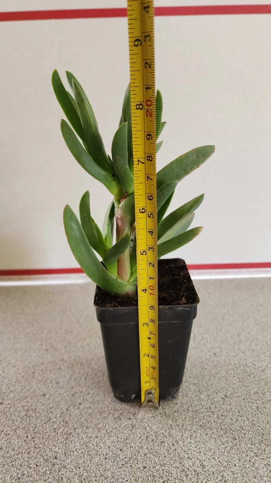 Live Ice Plant Coastal Pig Face Succulent in Pot, Drought Tolerant Ground Cover, Delosperma cooperi, 6-8 Inches