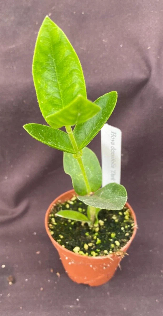 Hoya Densifolia 'Dark' Rooted Plant in 2-Inch Pot, Vining Foliage, Indoor Houseplant