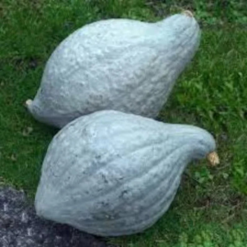 Blue Hubbard Squash Seeds – Organic, Non-GMO, Cucurbita maxima, 10 Seeds for Home Garden, Full Sun, USA Grown
