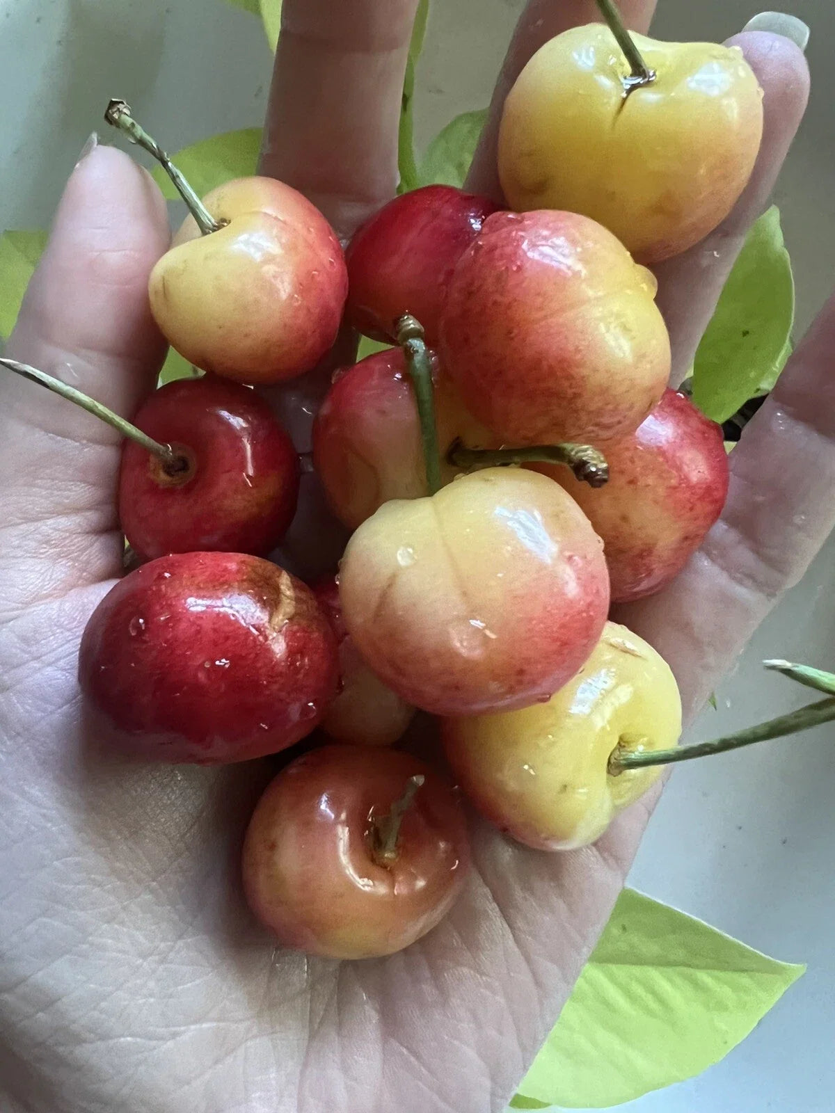 Rainier Cherry Seeds - Organic Non-GMO Prunus avium Fruit Tree Seeds - Sweet, Juicy Cherries for Home Garden