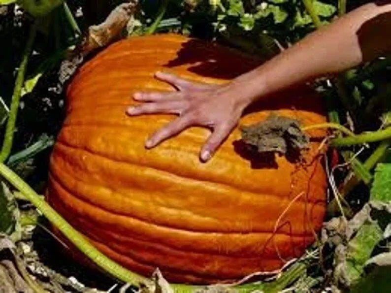 Big Max Pumpkin Seeds - Organic Cucurbita maxima for Giant Pumpkins - 10 Pack, Vining, Full Sun, USA Seeds