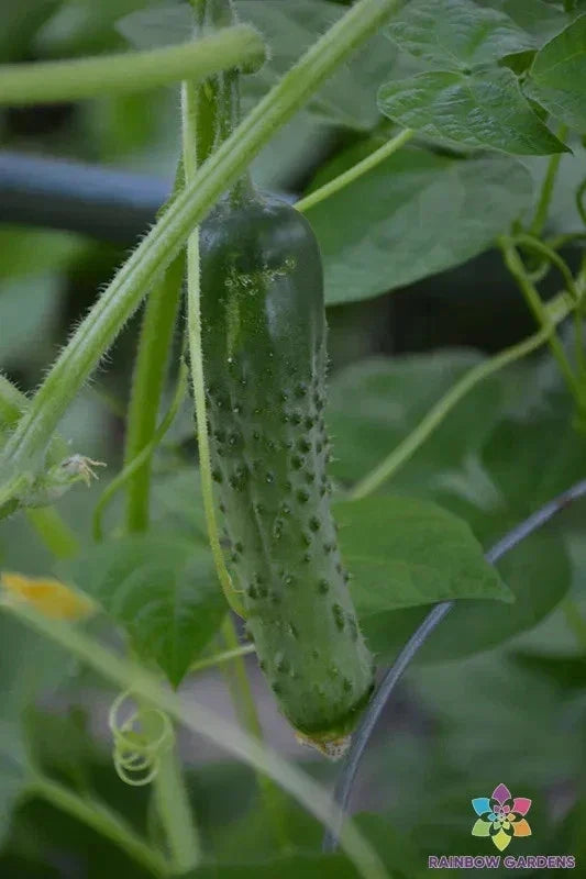 Cucumis sativus Cucino Persian Cucumber Seeds - 25+ Pack for Garden Planting, Non-GMO, Full Sun, Vining, USA