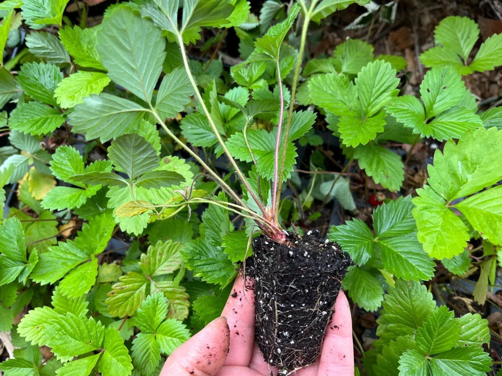 Alpine Strawberry Live Plant 2" Pot Fragaria vesca Compact Edible Ground Cover