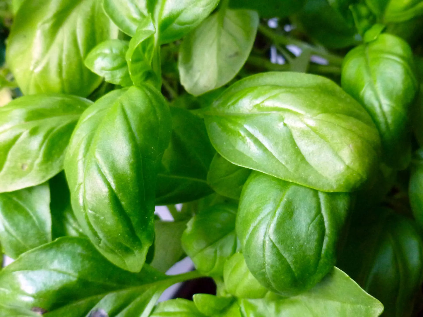 Basil Seeds 750 Count - Italian Broadleaf Sweet Herb - Ocimum basilicum - GroCo USA