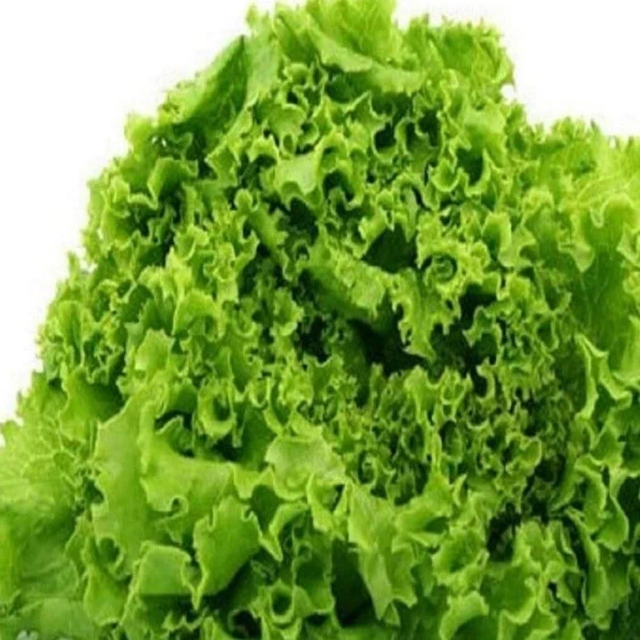 Organic Heirloom Green Lettuce Seeds - Salad Bowl Variety, Non-GMO, Annual, Lactuca sativa