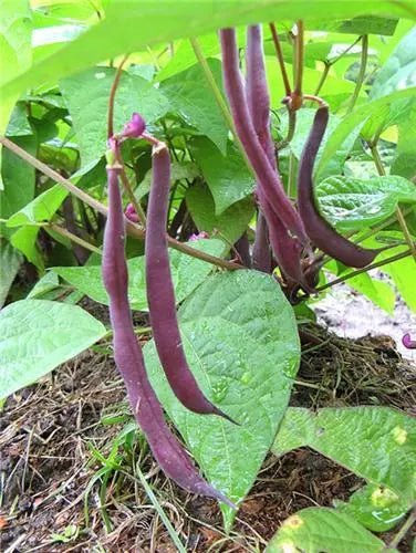 Royal Burgundy Bean Seeds – Heirloom Vegetable Seeds – Phaseolus vulgaris – Purple Pods, Bush Type, Non-GMO, Full Sun, Easy Grow