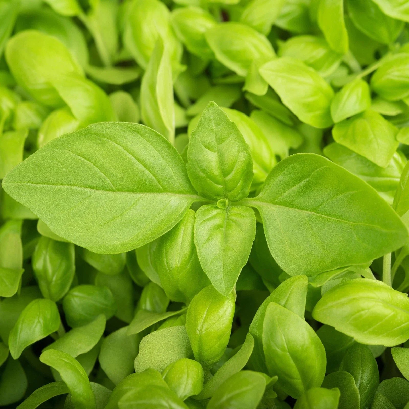 Lemon Basil Seeds - Lao Hoary Citrus Basil, Heirloom Culinary Herb, Ocimum basilicum var. citriodorum, 50 Seeds