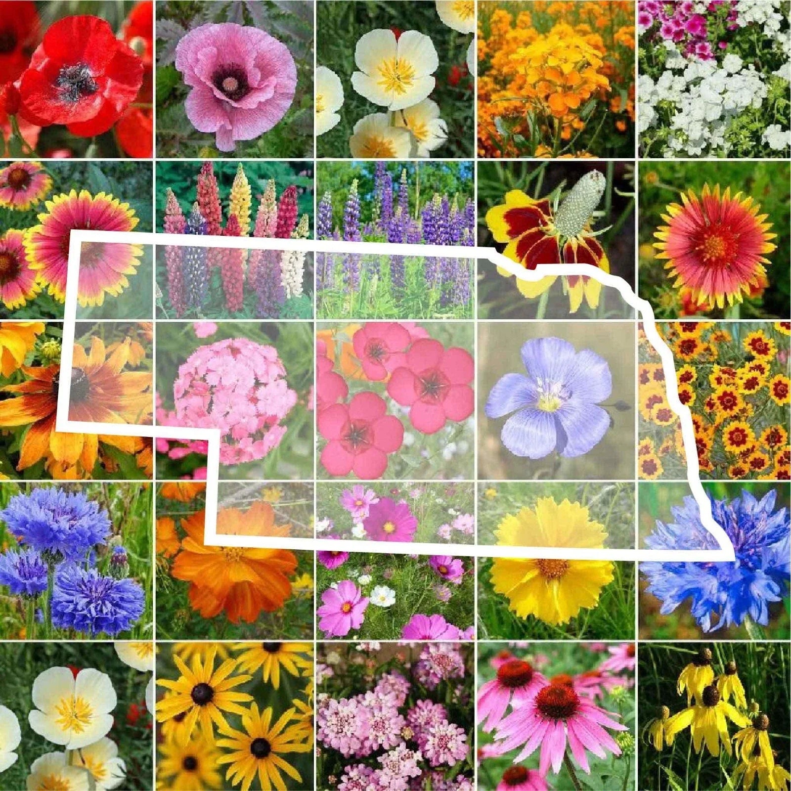 Nebraska Wildflower Seed Mix - 1000 Non-GMO Native Flower Seeds for Pollinators - Perennial & Annual Varieties