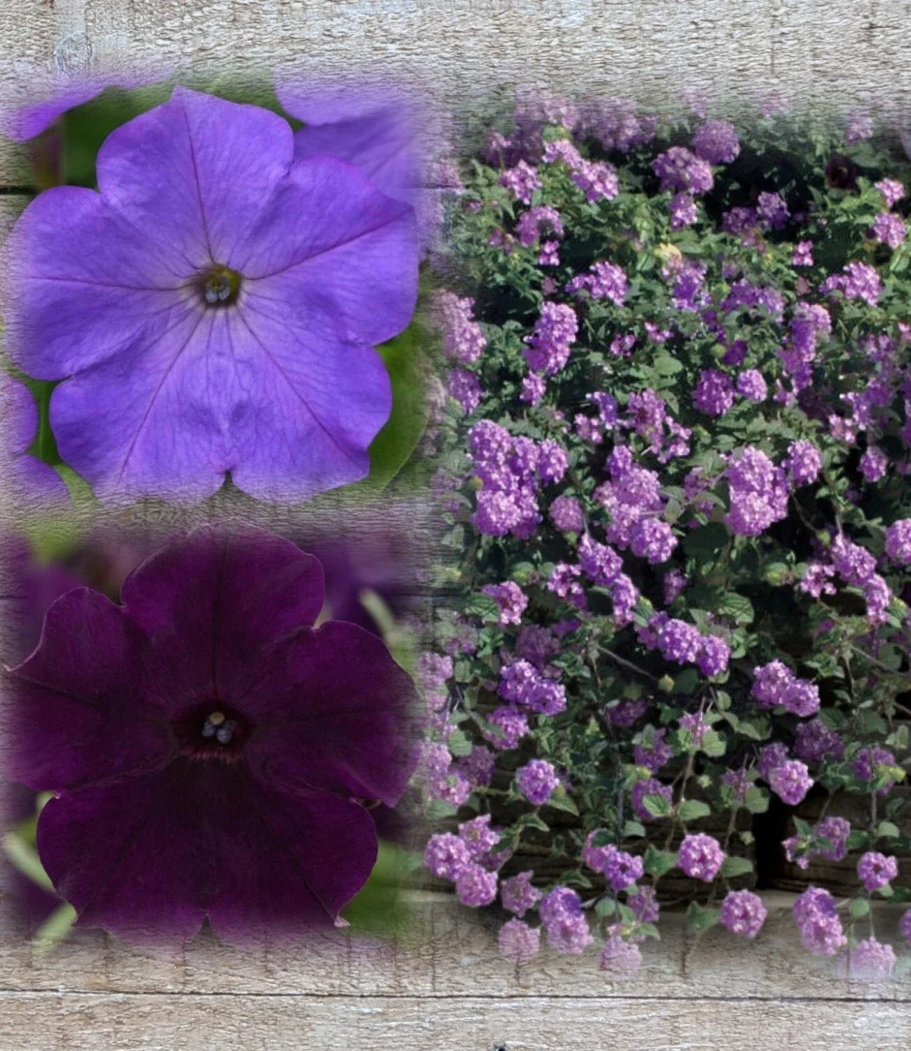 Lantana & Petunia Combo Live Plants Plugs, 6" Baby Plants, Dark Purple & Lavender, Trailing Lantana & Easy Wave Petunias